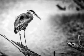 Heron